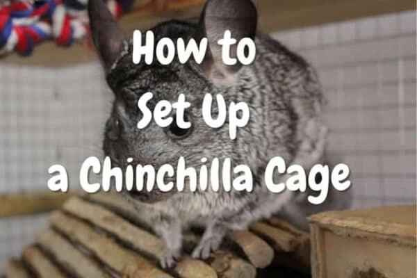 How to set up a chinchilla cage