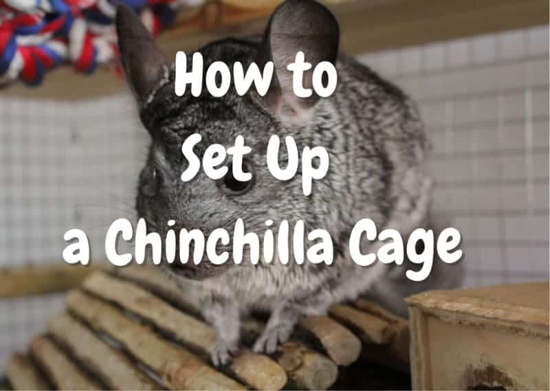 How to set up a chinchilla cage