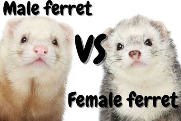 Male ferret VS female ferret