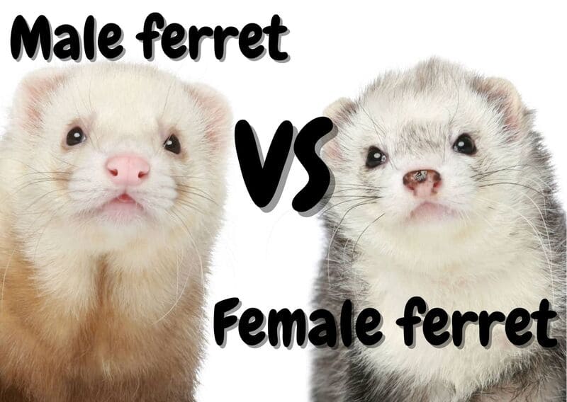 Male ferret VS female ferret