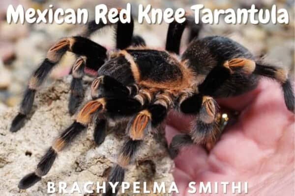 Mexican Red Knee Tarantula brachypelma smithi