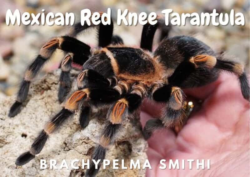 Mexican Red Knee Tarantula brachypelma smithi
