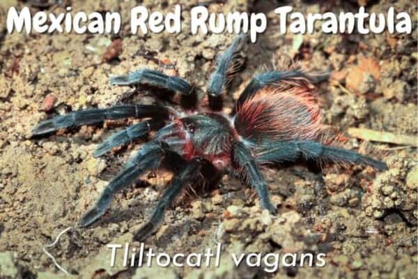 Mexican Red Rump tliltocatl vagans