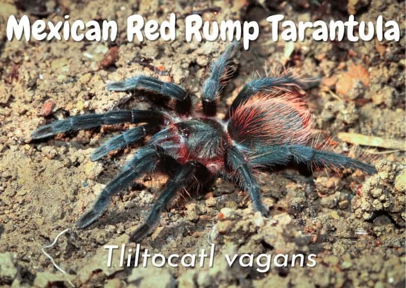 Mexican Red Rump tliltocatl vagans