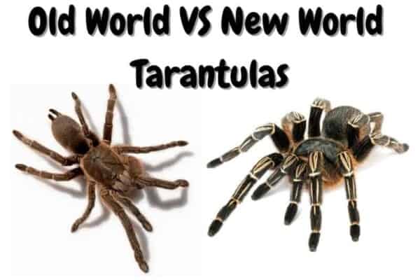 old world tarantula vs new world tarantula