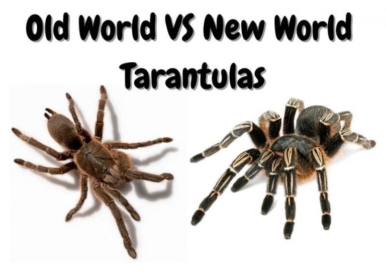 Old World Vs. New World Tarantulas What's The Difference? The Pet Savvy