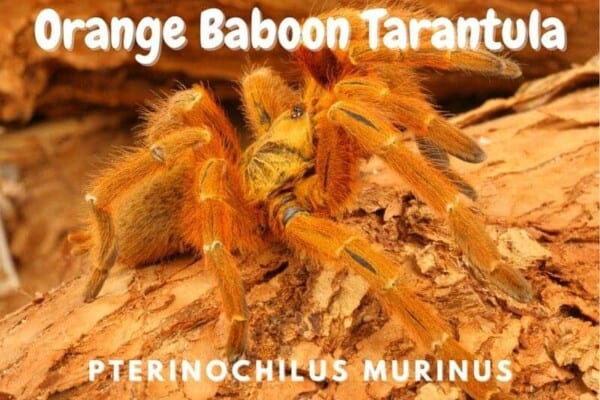 Orange Baboon Tarantula pterinochilus murinus
