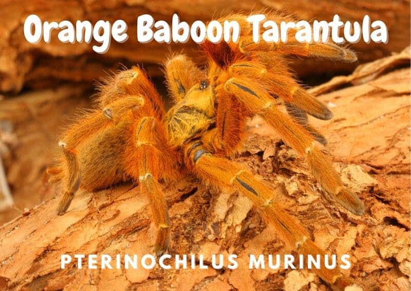 Orange Baboon Tarantula pterinochilus murinus