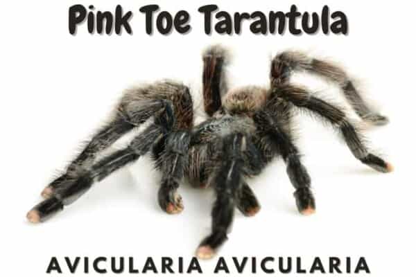 Pink Toe Tarantula avicularia avicularia