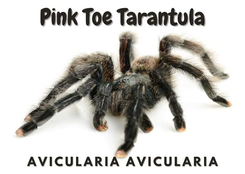 Pink Toe Tarantula avicularia avicularia