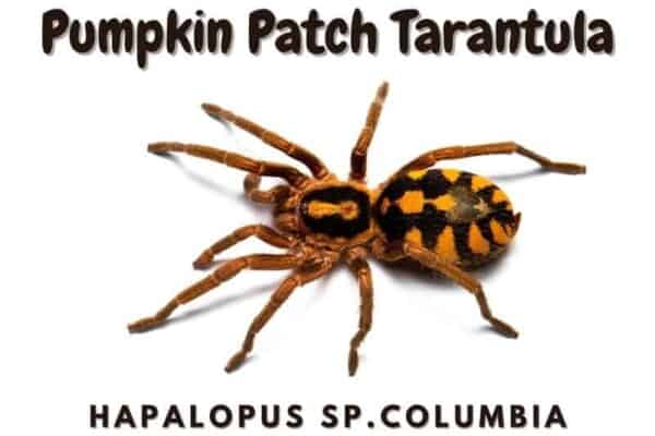 Pumpkin Patch Tarantula hapalopus sp.columbia