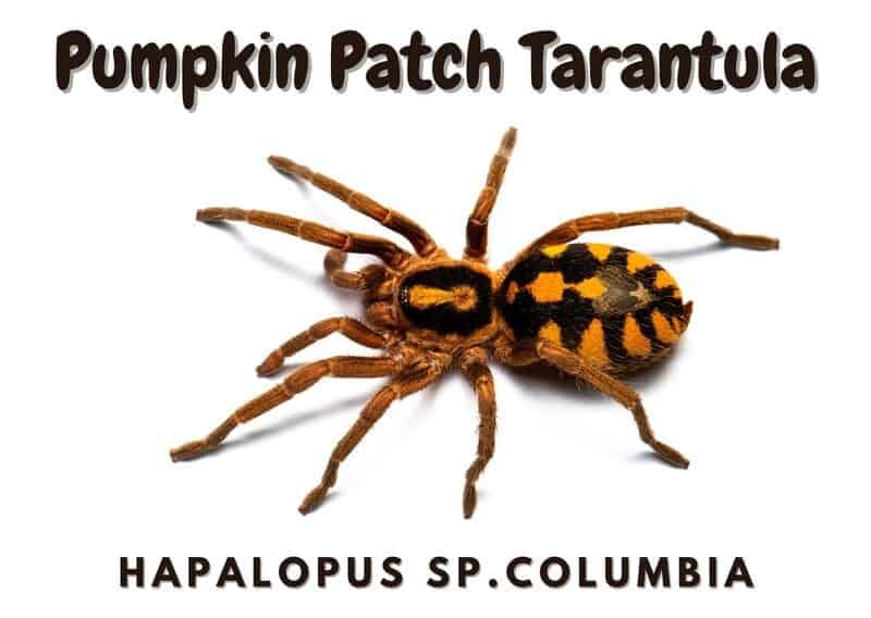 Pumpkin Patch Tarantula hapalopus sp.columbia