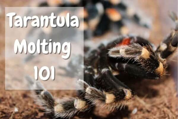 tarantula molting