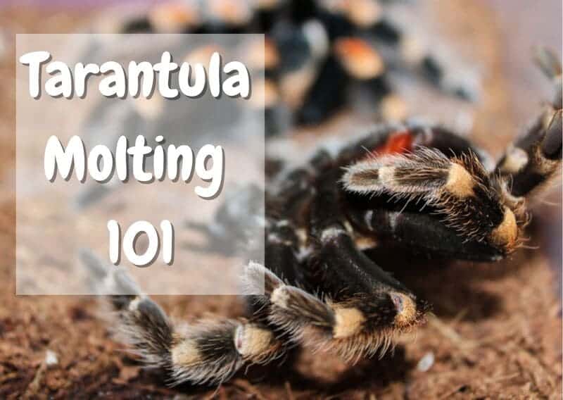 tarantula molting