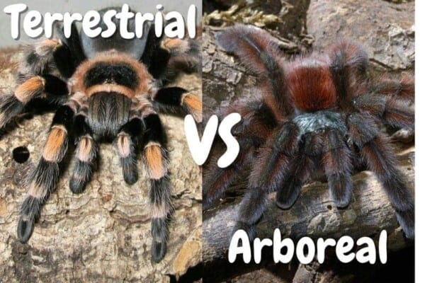 Terrestrial tarantula vs arboreal tarantulas