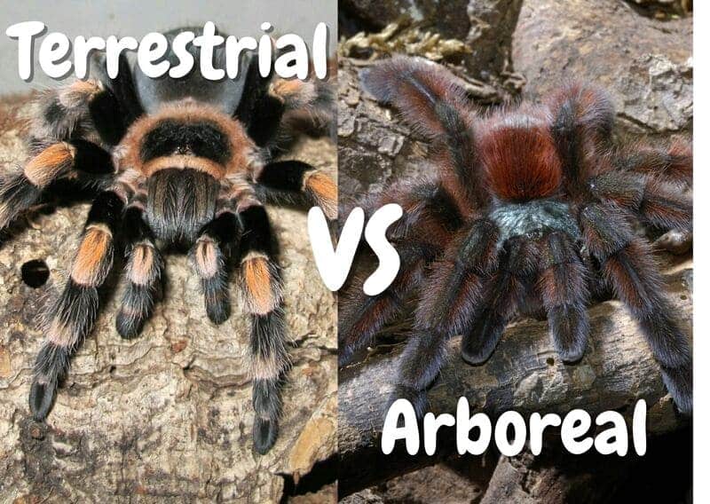 Terrestrial tarantula vs arboreal tarantulas