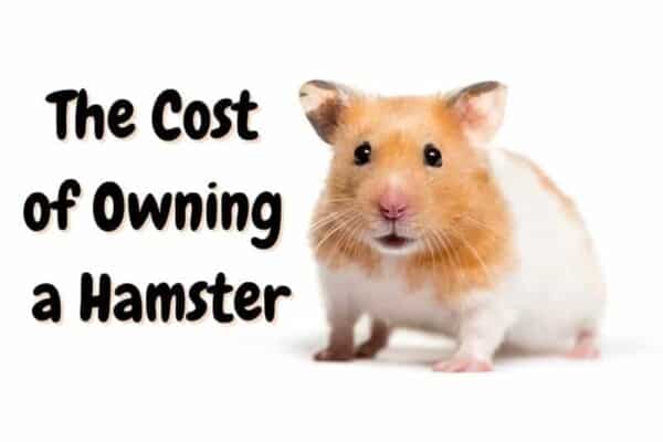 how much do hamsters cost