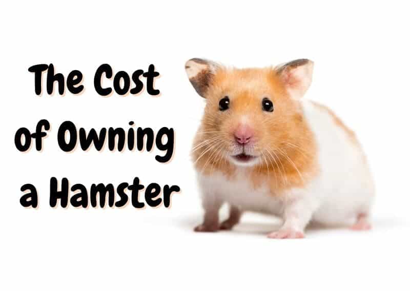 how much do hamsters cost