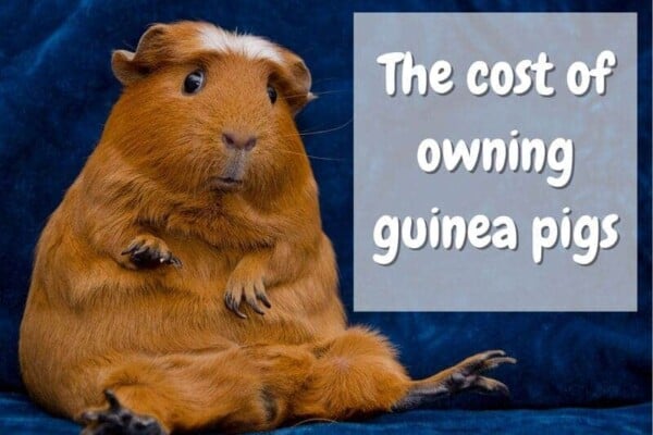 how much do guinea pigs cost