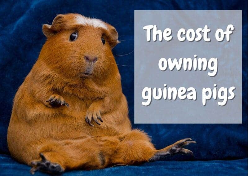 how much do guinea pigs cost