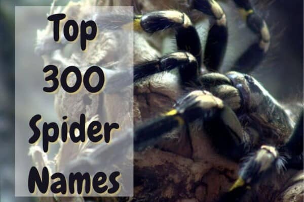 Best Spider Names