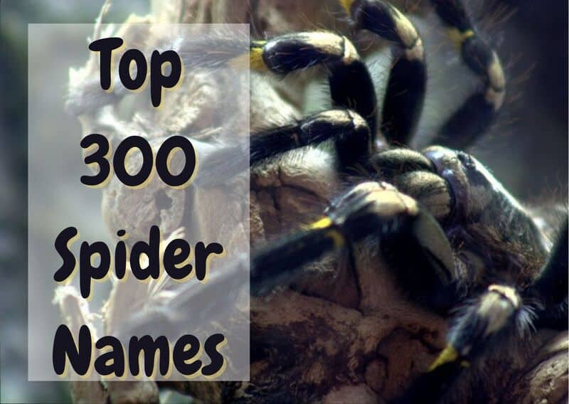 Best Spider Names