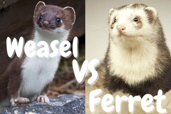 Weasel VS Ferret