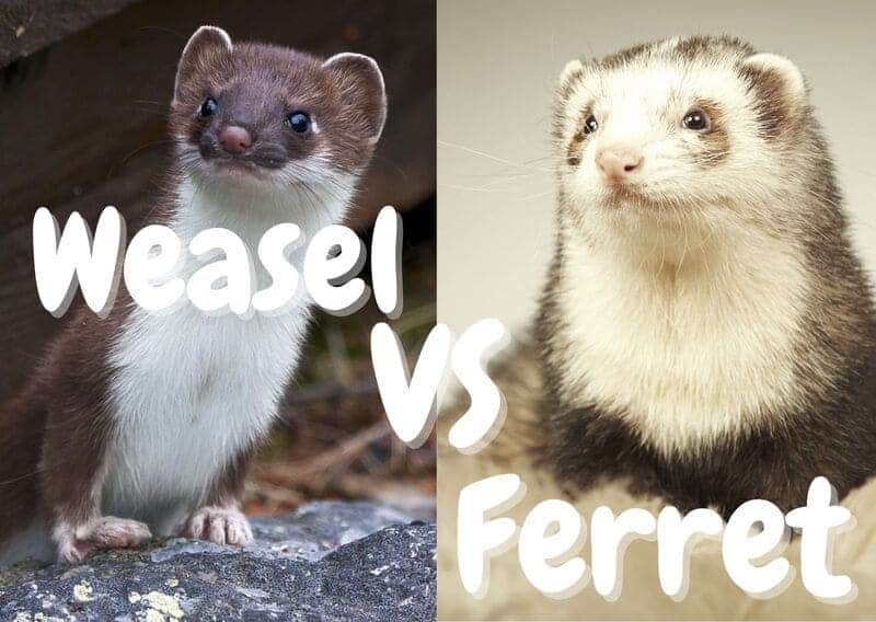 Weasel VS Ferret