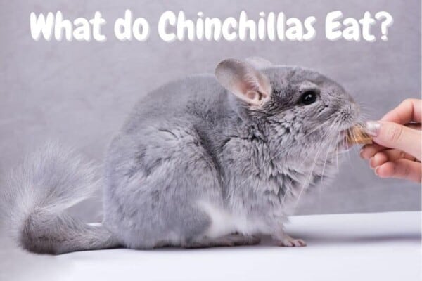 What do Chinchillas Eat