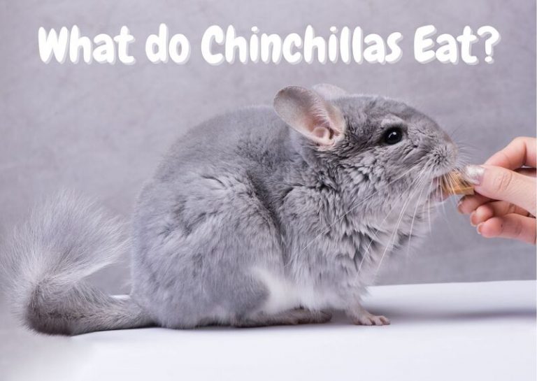 What do Chinchillas Eat? Chinchilla Diet 101 The Pet Savvy