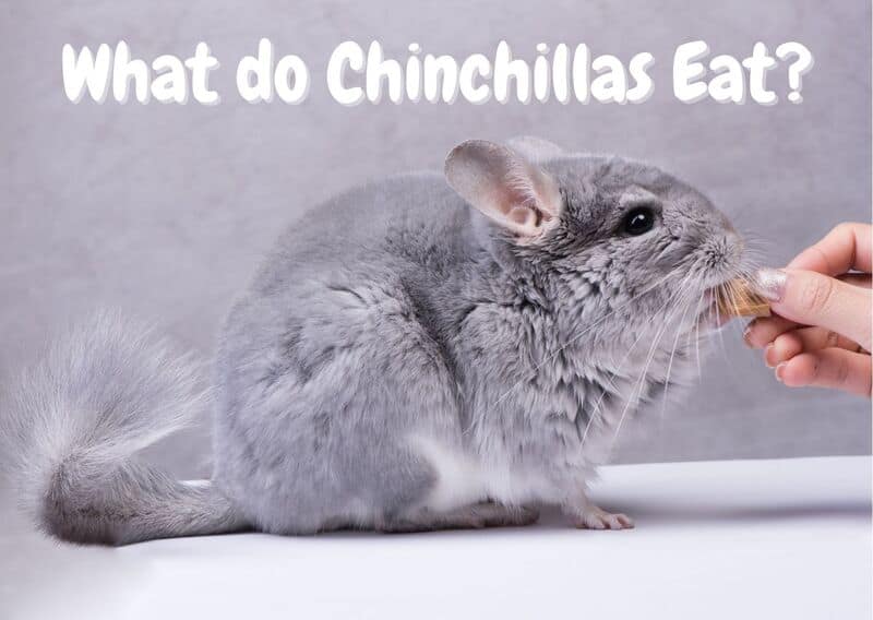 What do Chinchillas Eat
