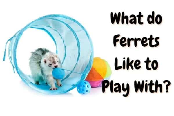 What do ferrets like to play with
