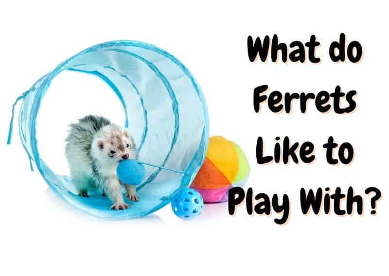 What do ferrets like to play with