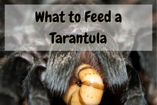 What Do Tarantulas Eat? Tarantula Diet 101