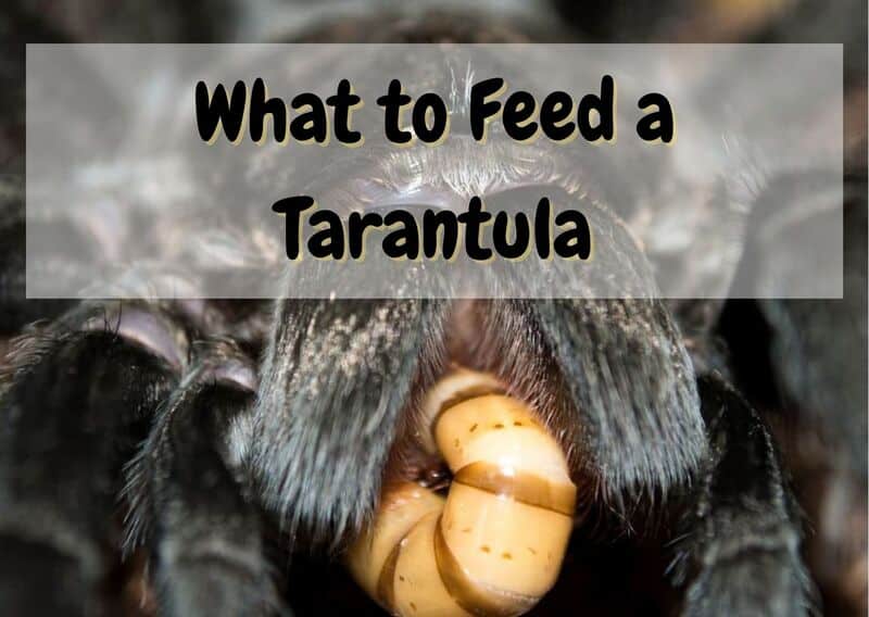 what do tarantulas eat