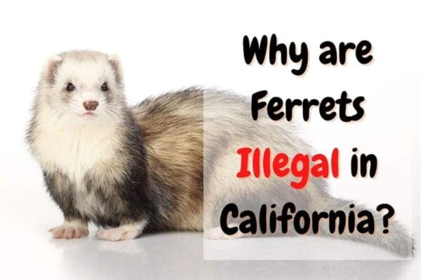 why are ferrets illegal in California