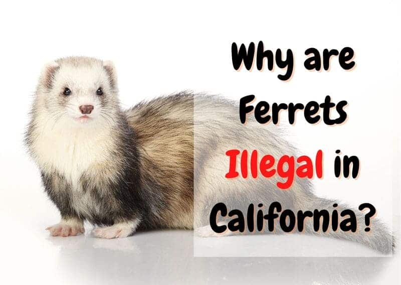 why are ferrets illegal in California