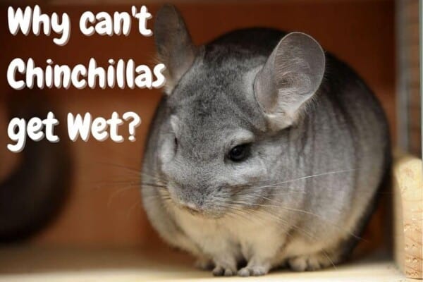 Why can't chinchillas get wet