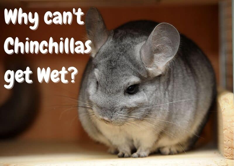 Why can't chinchillas get wet