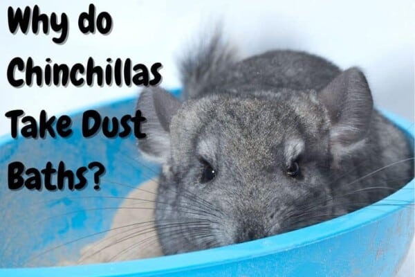 Why do chinchillas take dust baths