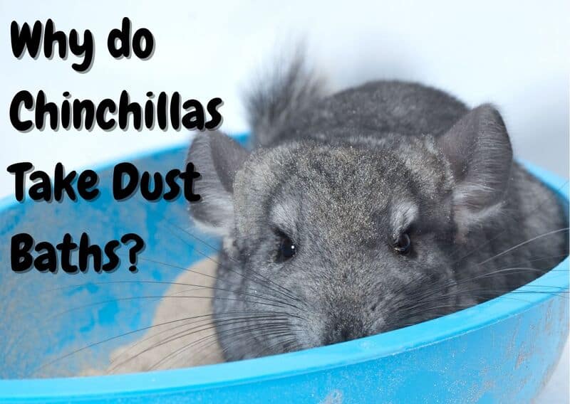 Why do chinchillas take dust baths