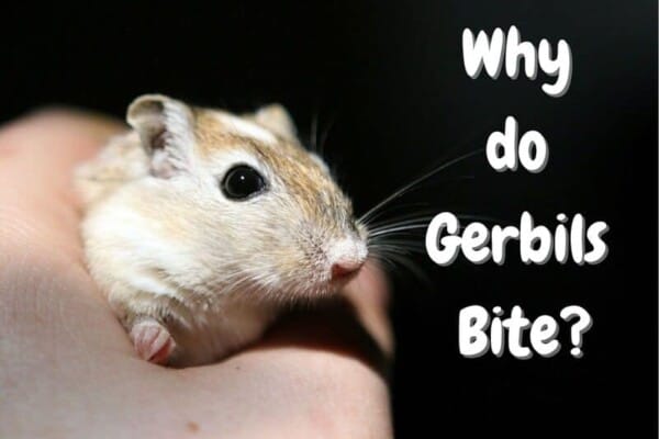 Why do gerbils bite