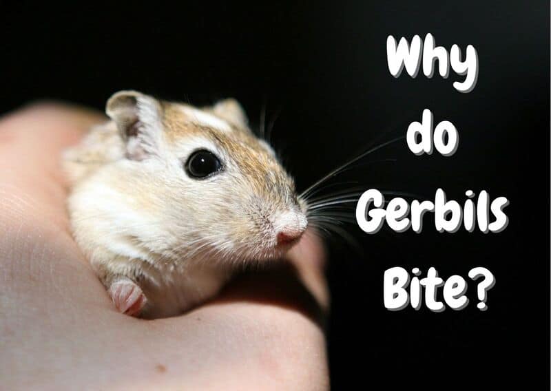Why do gerbils bite