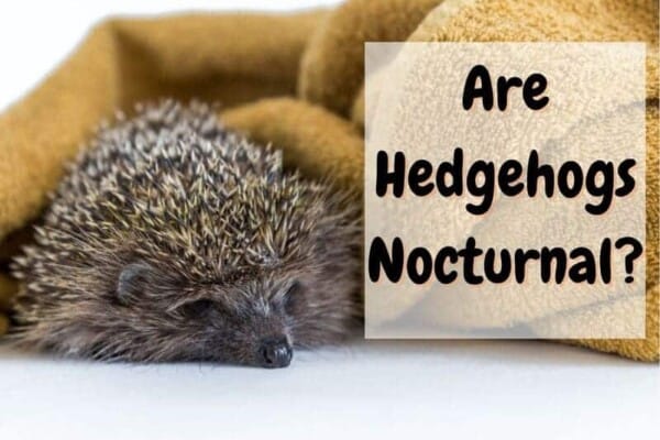 are hedgehogs nocturnal