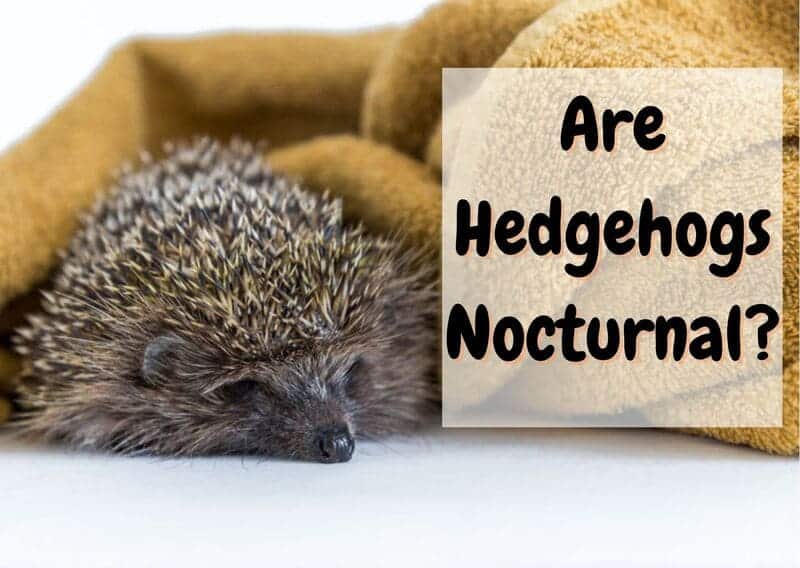 are hedgehogs nocturnal