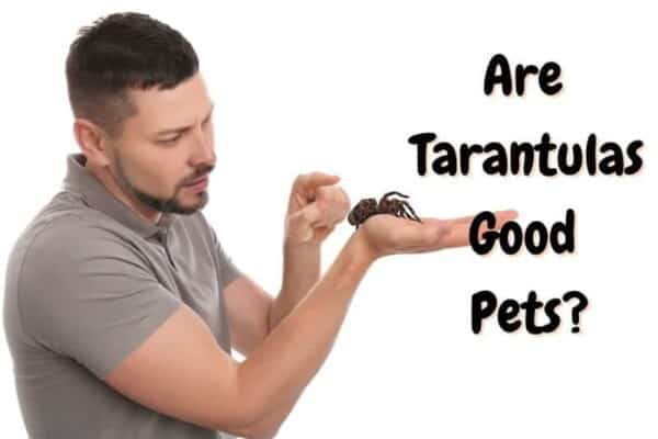 are tarantulas good pets