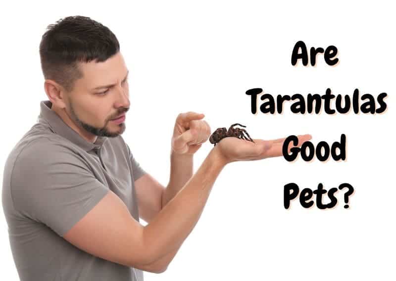 are tarantulas good pets