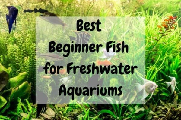 best beginner fish for freshwater aquariums