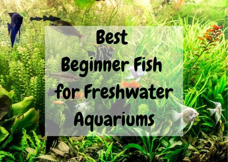 best beginner fish for freshwater aquariums