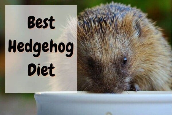 what do hedgehogs eat